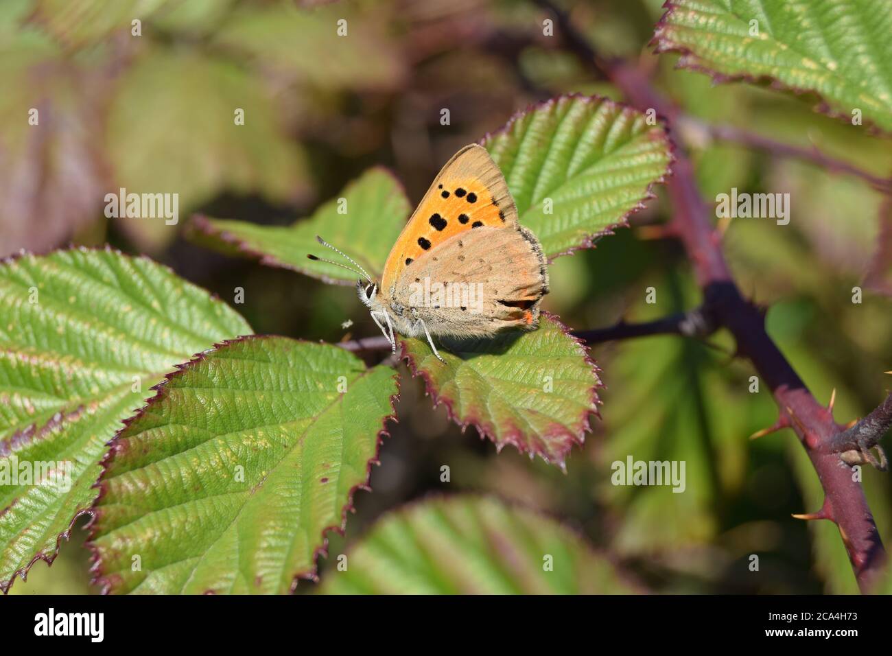 Small Copper resting on bramble Stock Photo