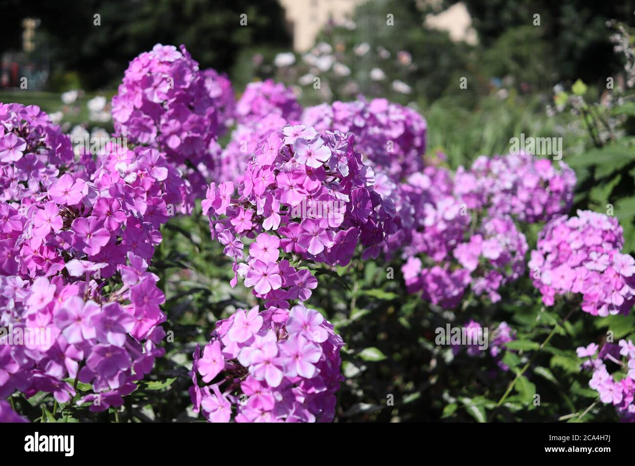 Clusters of purple Meadow Phlox Stock Photo