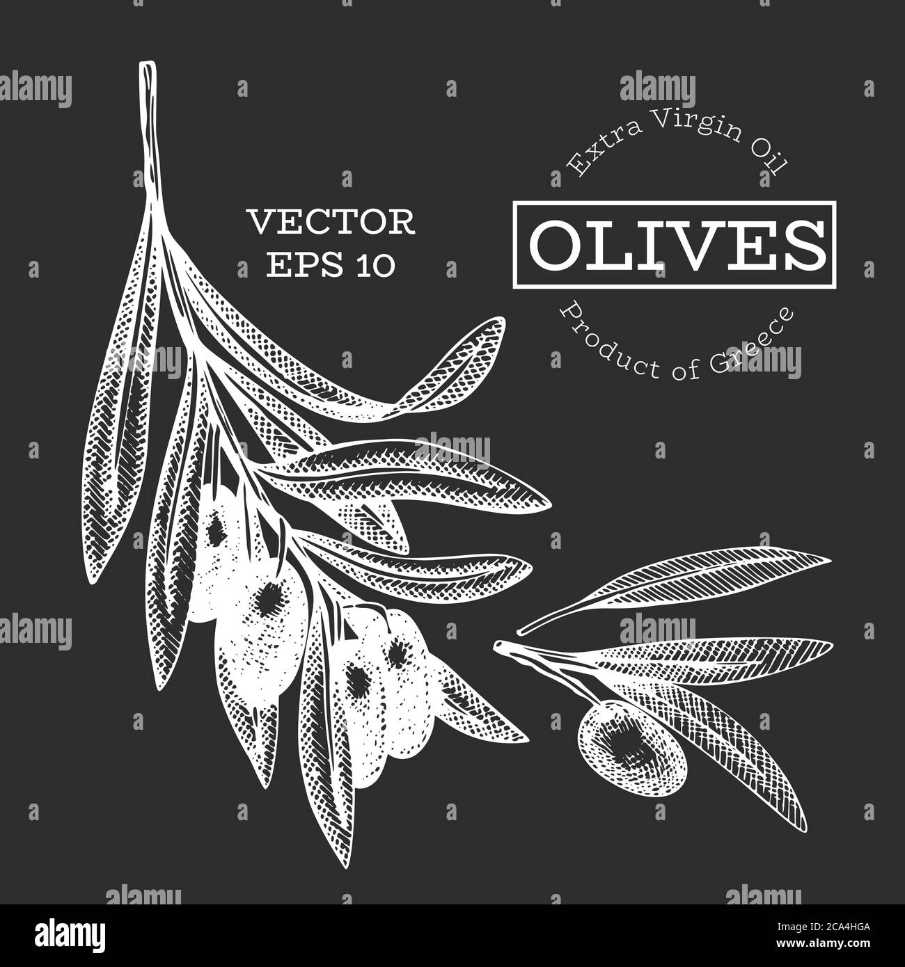 Olive branch illustration. Hand drawn vector food illustration on chalk ...
