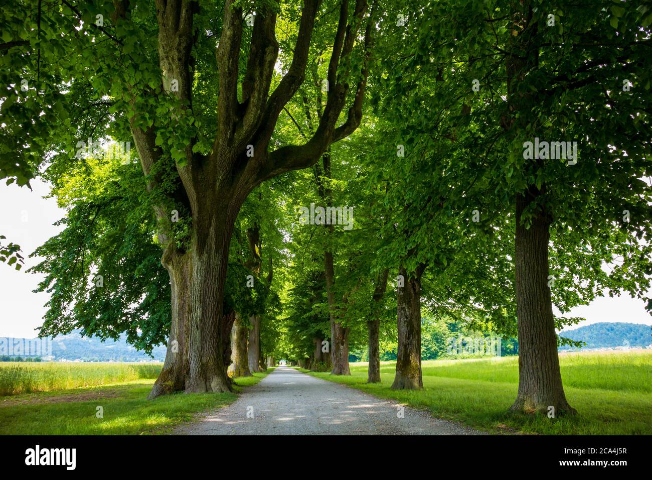 Peaceful tree line country road with in spring with green leaves. Stock Photo