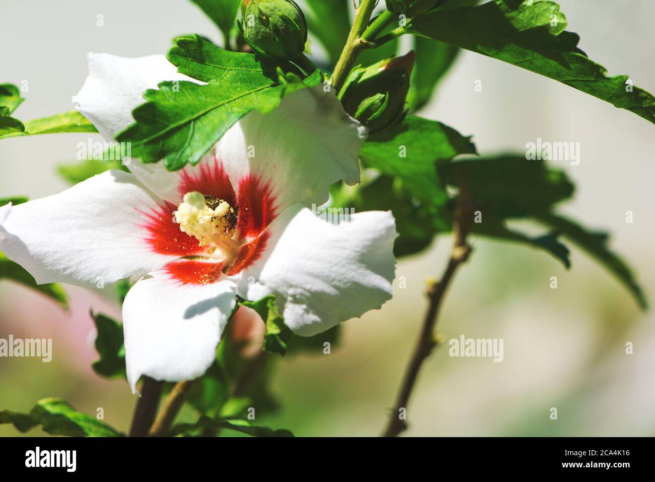 Los Angeles Lakers White Hibiscus Flower On Purple Background