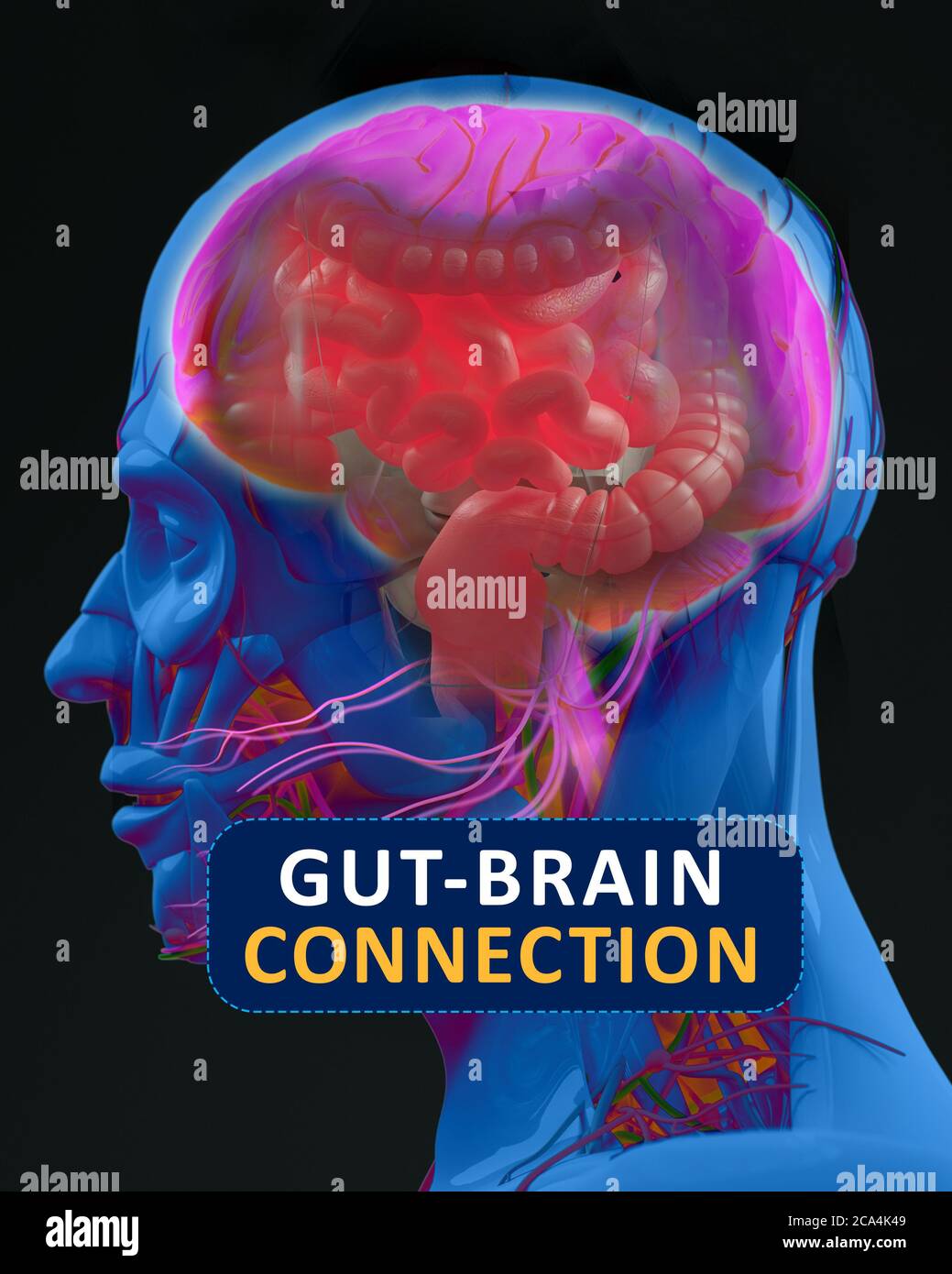 Gut-brain Connection Or Gut Brain Axis. Concept Art Showing A ...