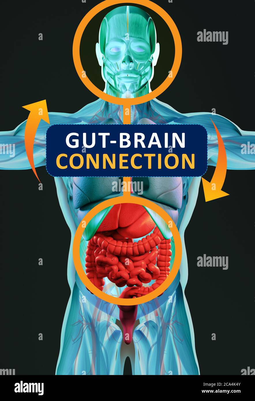 Gut-brain Connection Or Gut Brain Axis. Concept Art Showing The Health ...