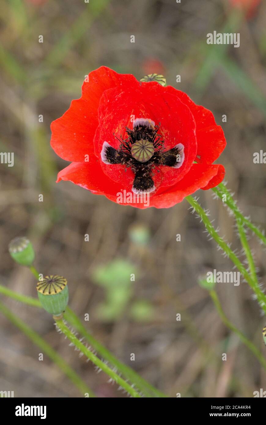 Remembrance poppy field flower hi-res stock photography and images - Alamy