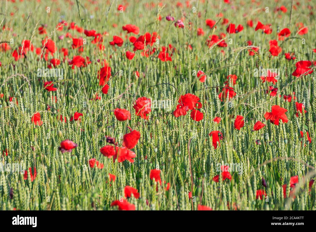 A full frame photograph of poppies growing in a field of wheat Stock ...