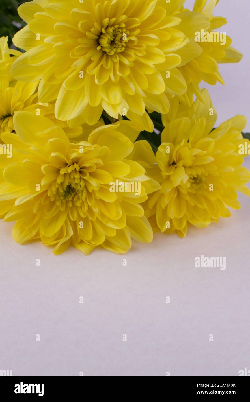 Close up fresh spring hi-res stock photography and images - Alamy