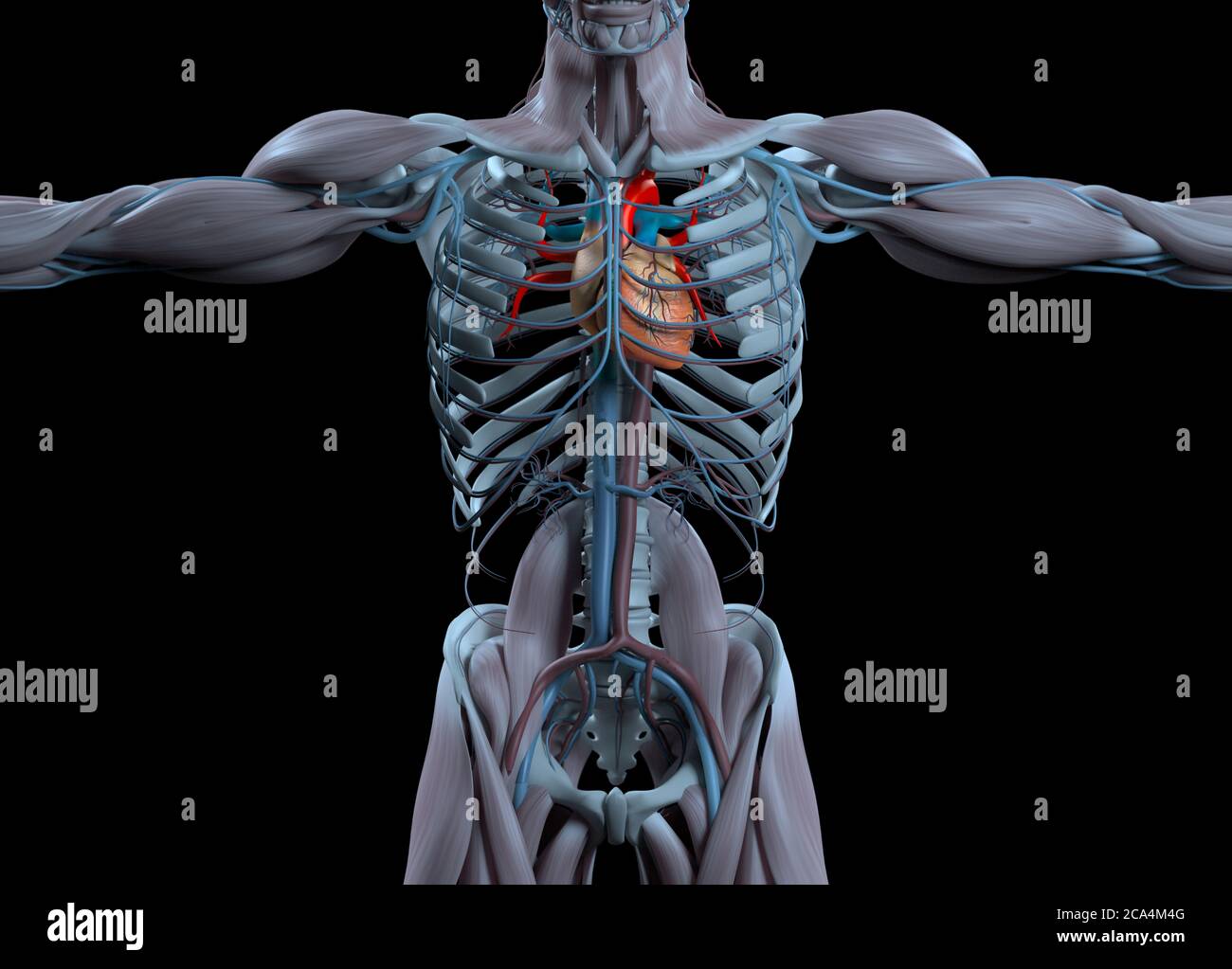 Heart and vascular system. Human anatomy. 3d illustration Stock Photo ...