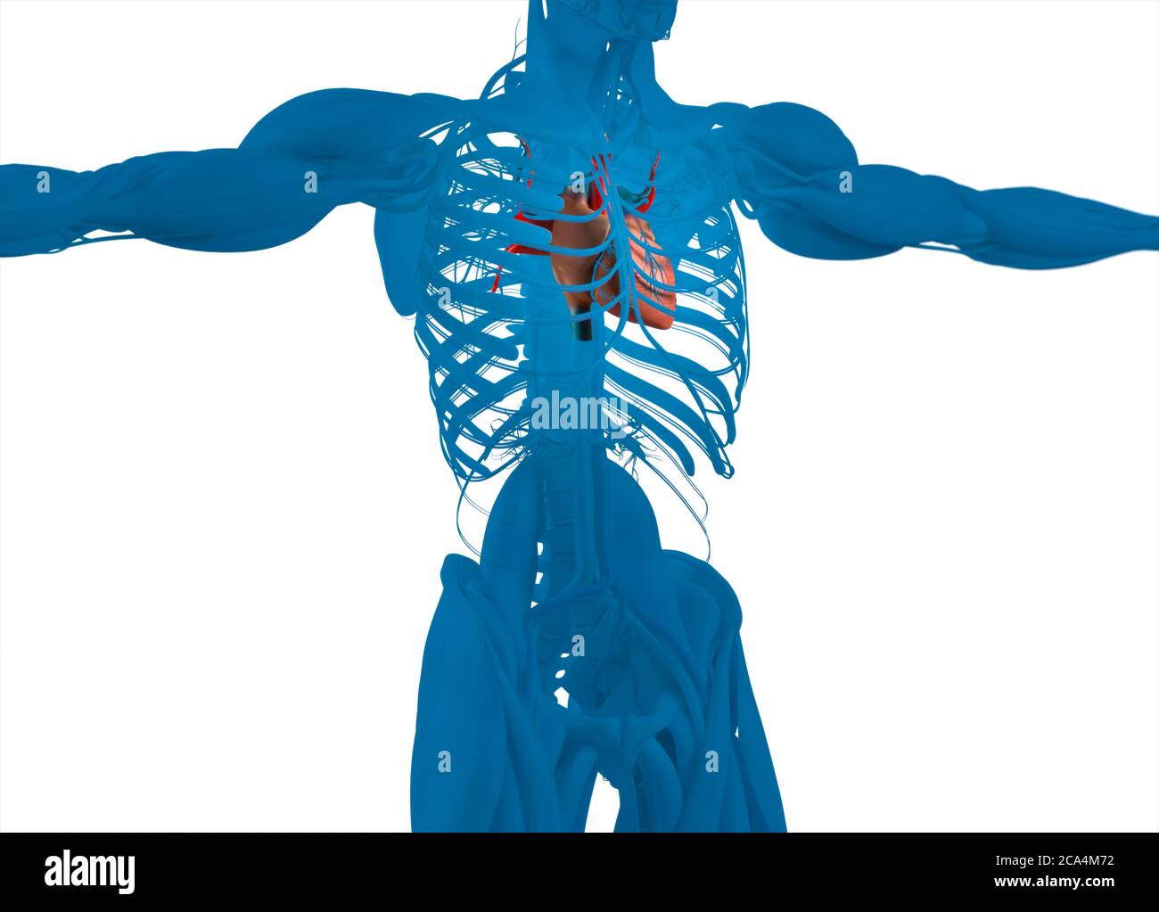 Heart and vascular system. Human anatomy. 3d illustration Stock Photo Alamy