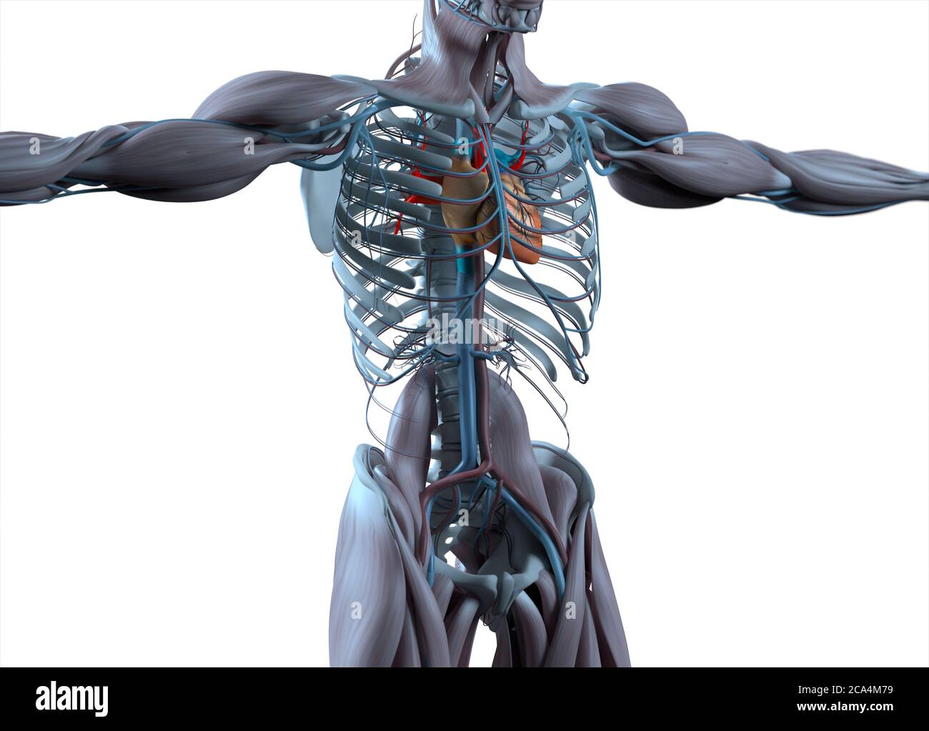 Heart and vascular system. Human anatomy. 3d illustration Stock Photo ...