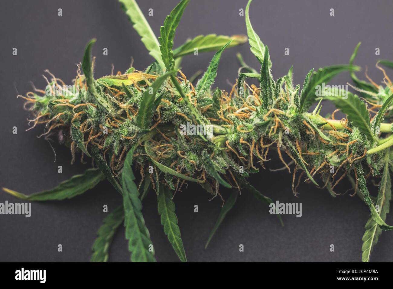 Cannabis plant macro close-up, medical marijuana bud. Weed top view on desk Stock Photo