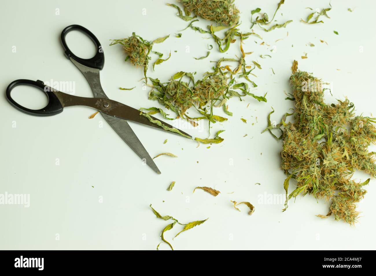 Cutting cannabis buds, crop marijuana plant. Top view desk with