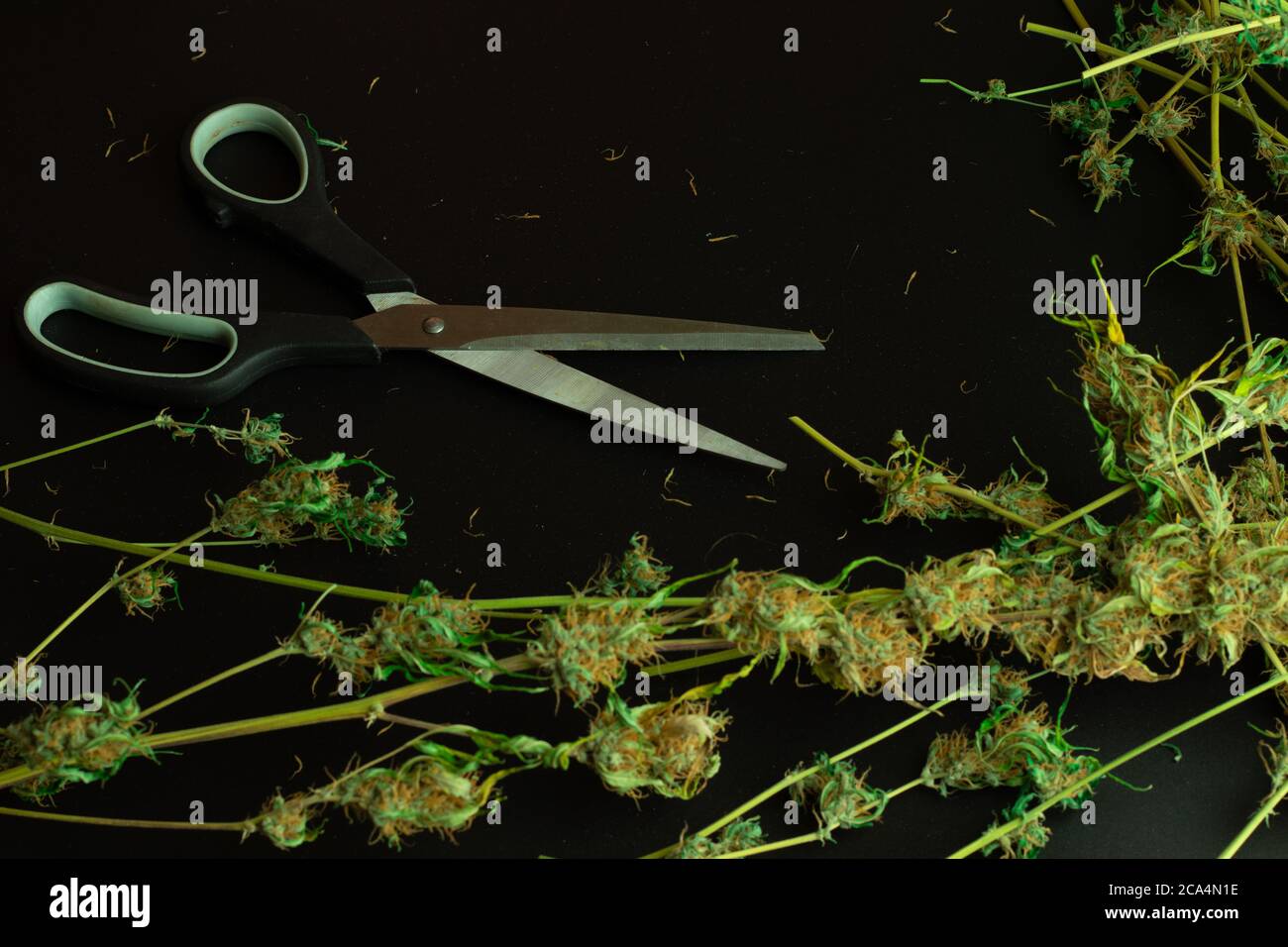 Scissors on black background with cannabis buds and plants. Top view and copy space. Medical marijuana business illustration Stock Photo