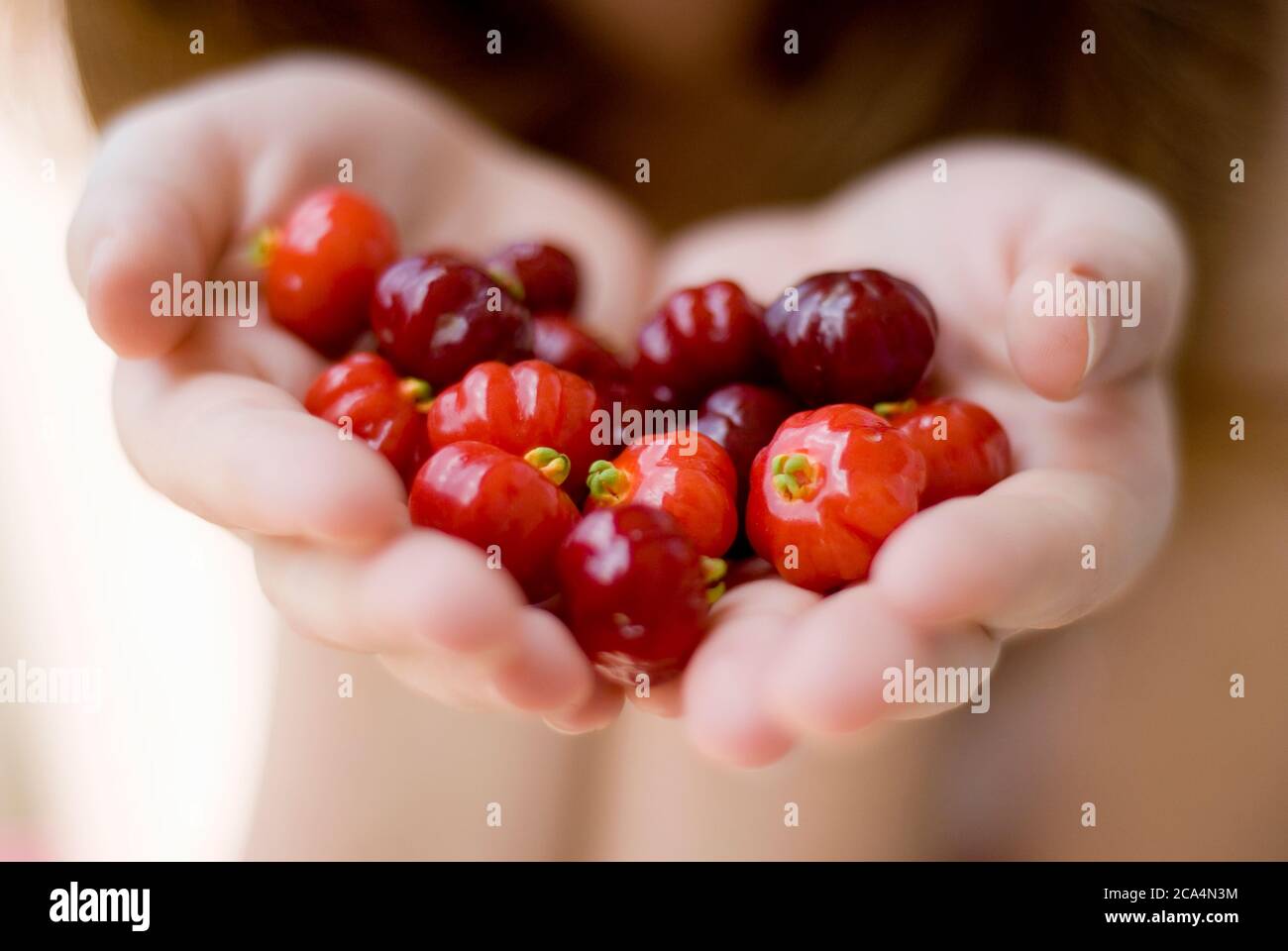 two Hands offering the viewer a handful of the ripe fruit of Surinam Cherry, (Eugenia uniflora with common names Pitanga, Suriname cherry, Brazilian c Stock Photo