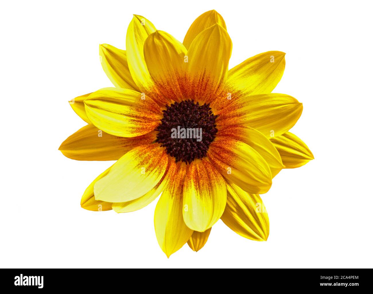 Sunflower Brown-Eyed Girl (helianthus) Stock Photo