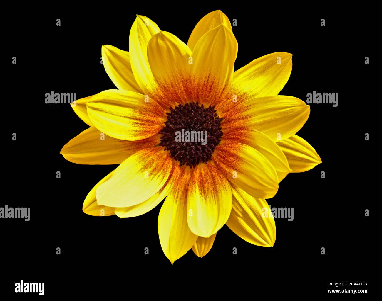 Sunflower Brown-Eyed Girl (helianthus) Stock Photo