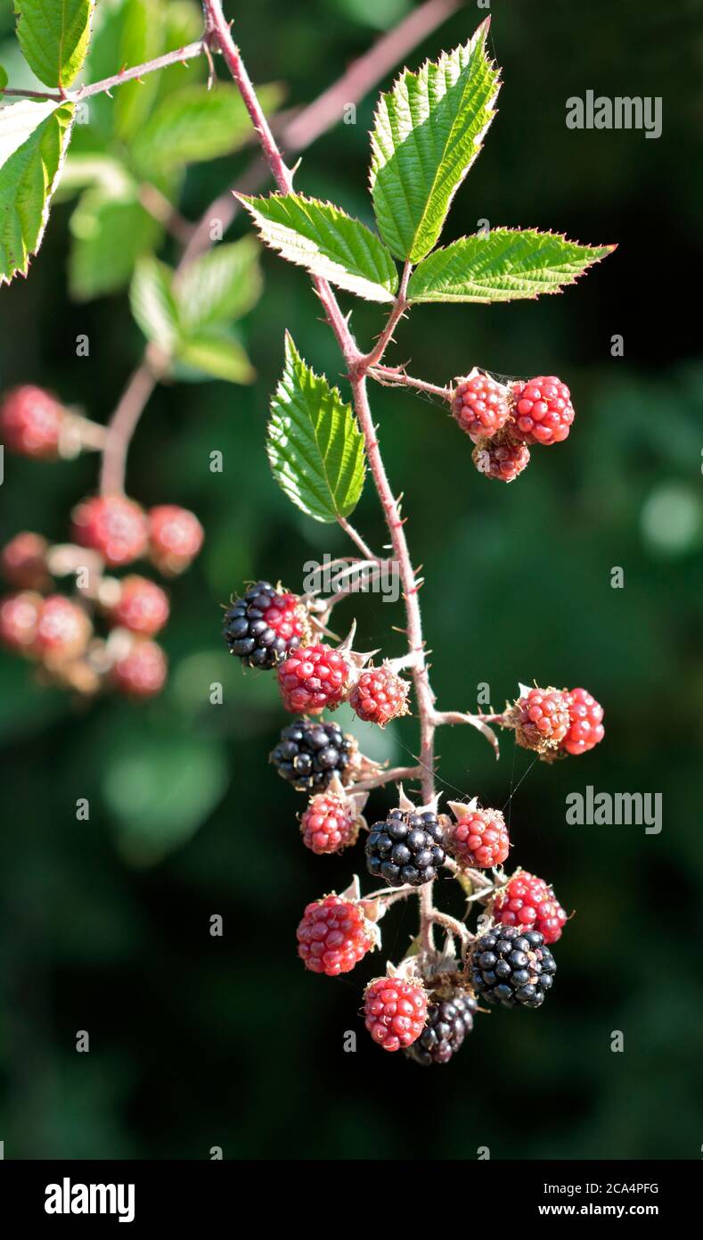 WIld Blackberries Stock Photo