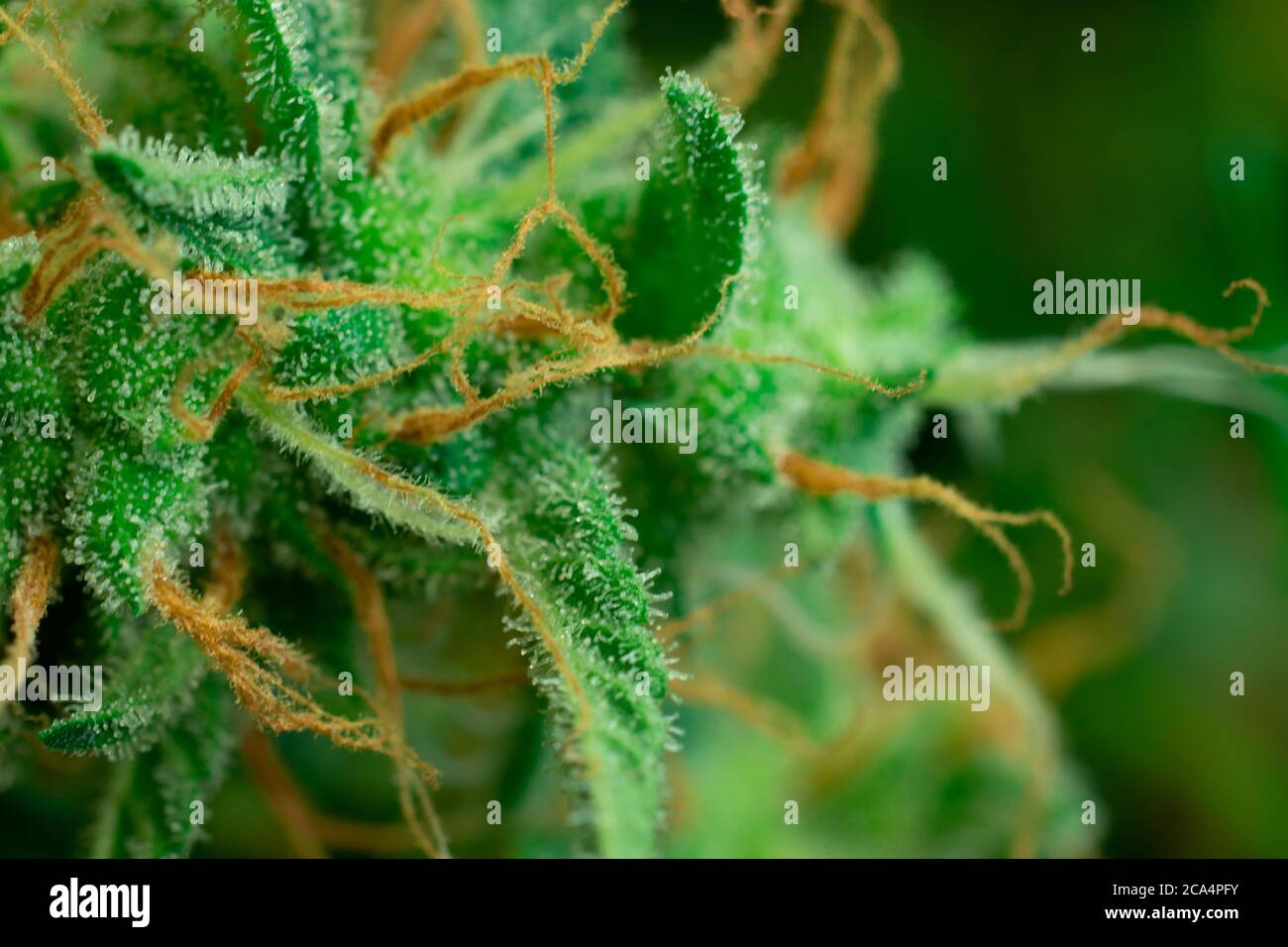 Green cannabis bud macro photo. Marijuana business industry illustration. THC on weed trichomes Stock Photo