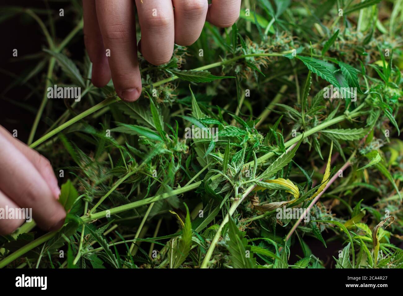 Harvest of cannabis plant. Commercial weed industry. Man hands touching marijuana leaves. Processing and trim of THC Stock Photo