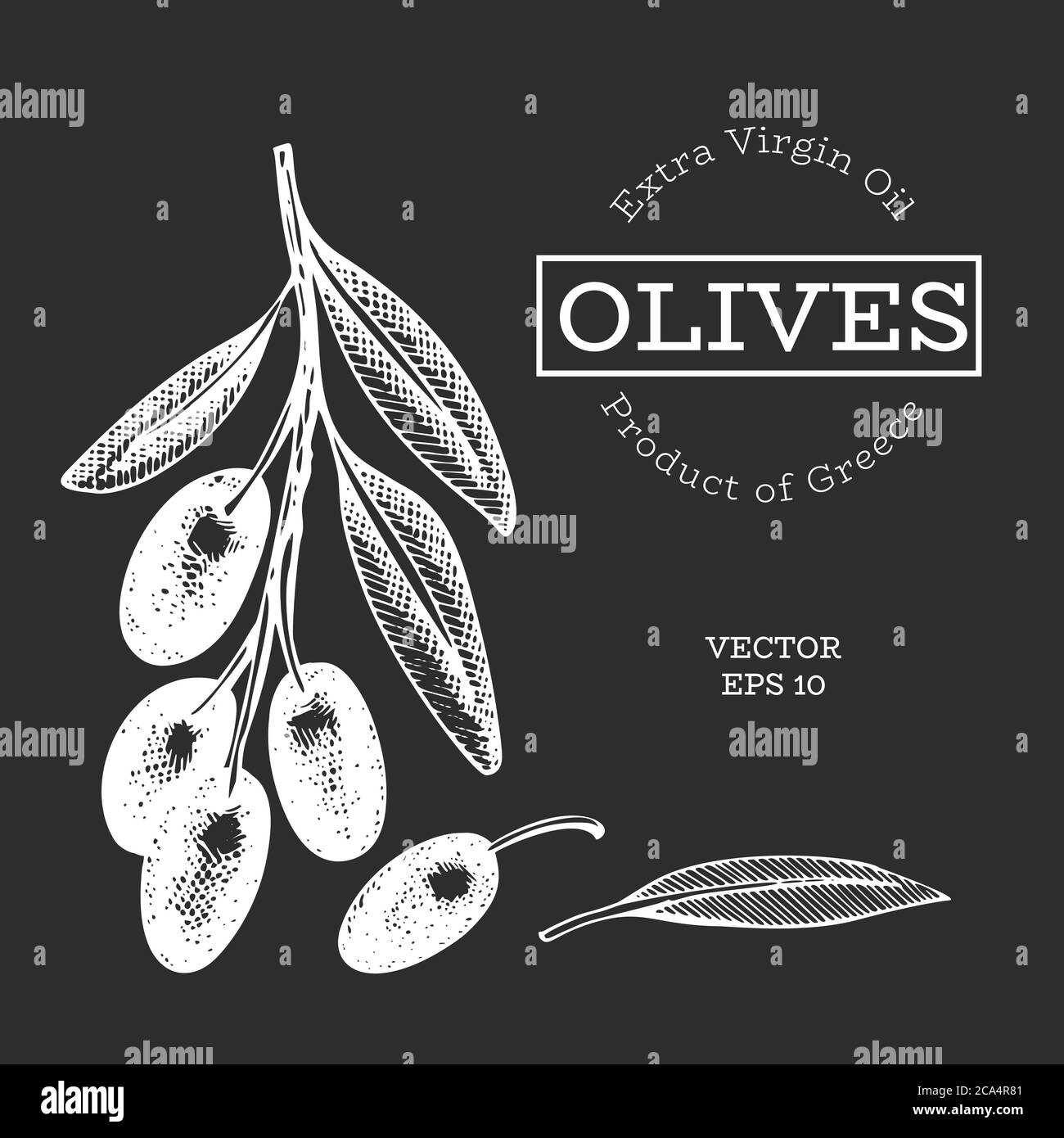 Olive branch illustration. Hand drawn vector food illustration on chalk ...