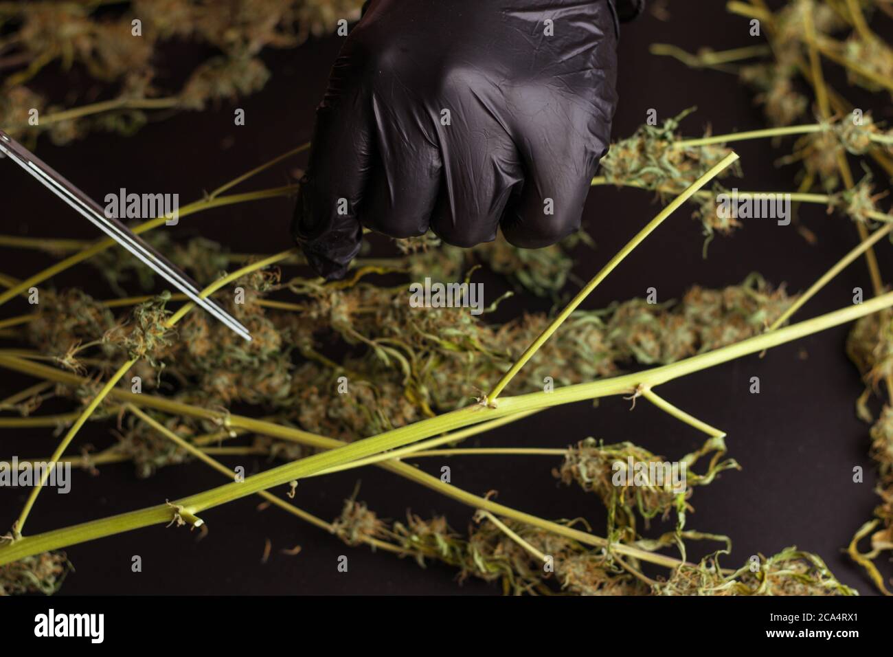 Man trimming weed plants with scissors. Cannabis processing, commercial marijuana business. Stock Photo