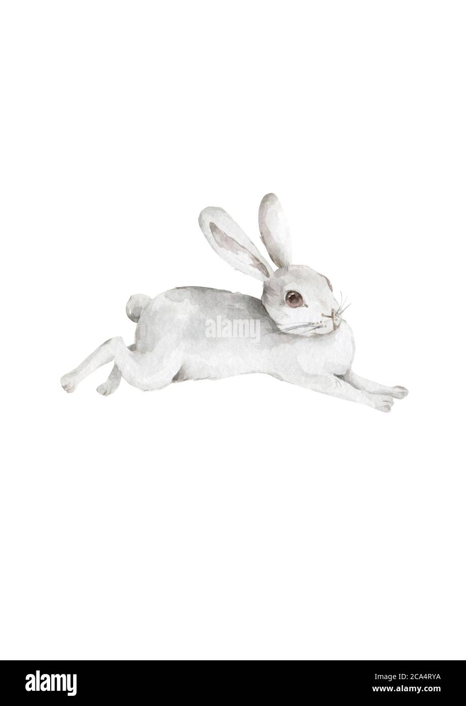Watercolor Bunny. Rabbit. Easter bunny. Cute animal. Wildlife on white background Stock Photo