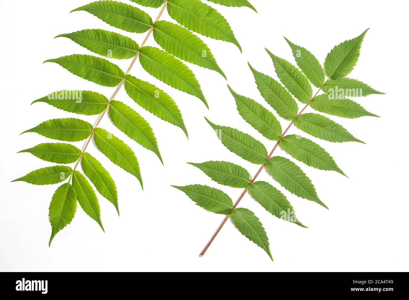 Juglans cinerea white walnut leaf on white Stock Photo - Alamy