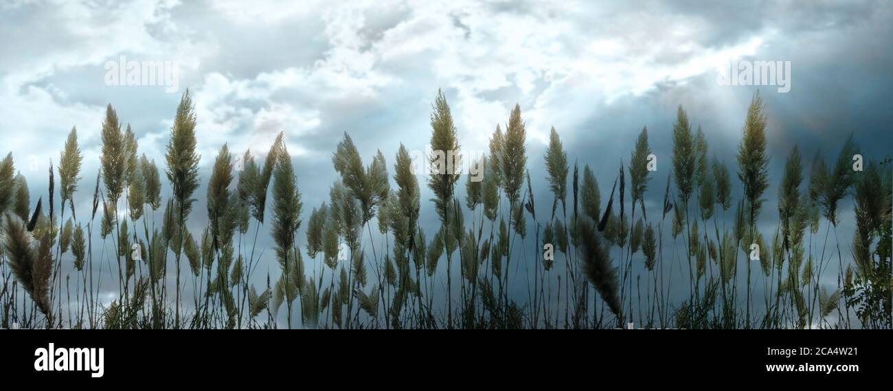 Digital tall hi-res stock photography and images - Alamy