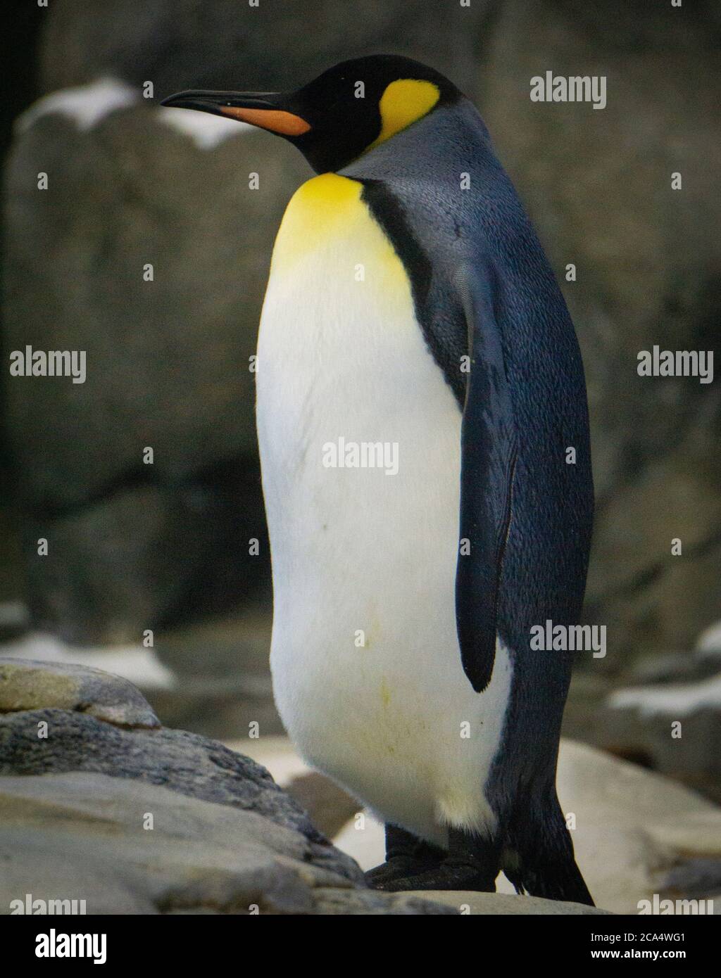 King Penguin Calgary Zoo Alberta Stock Photo - Alamy