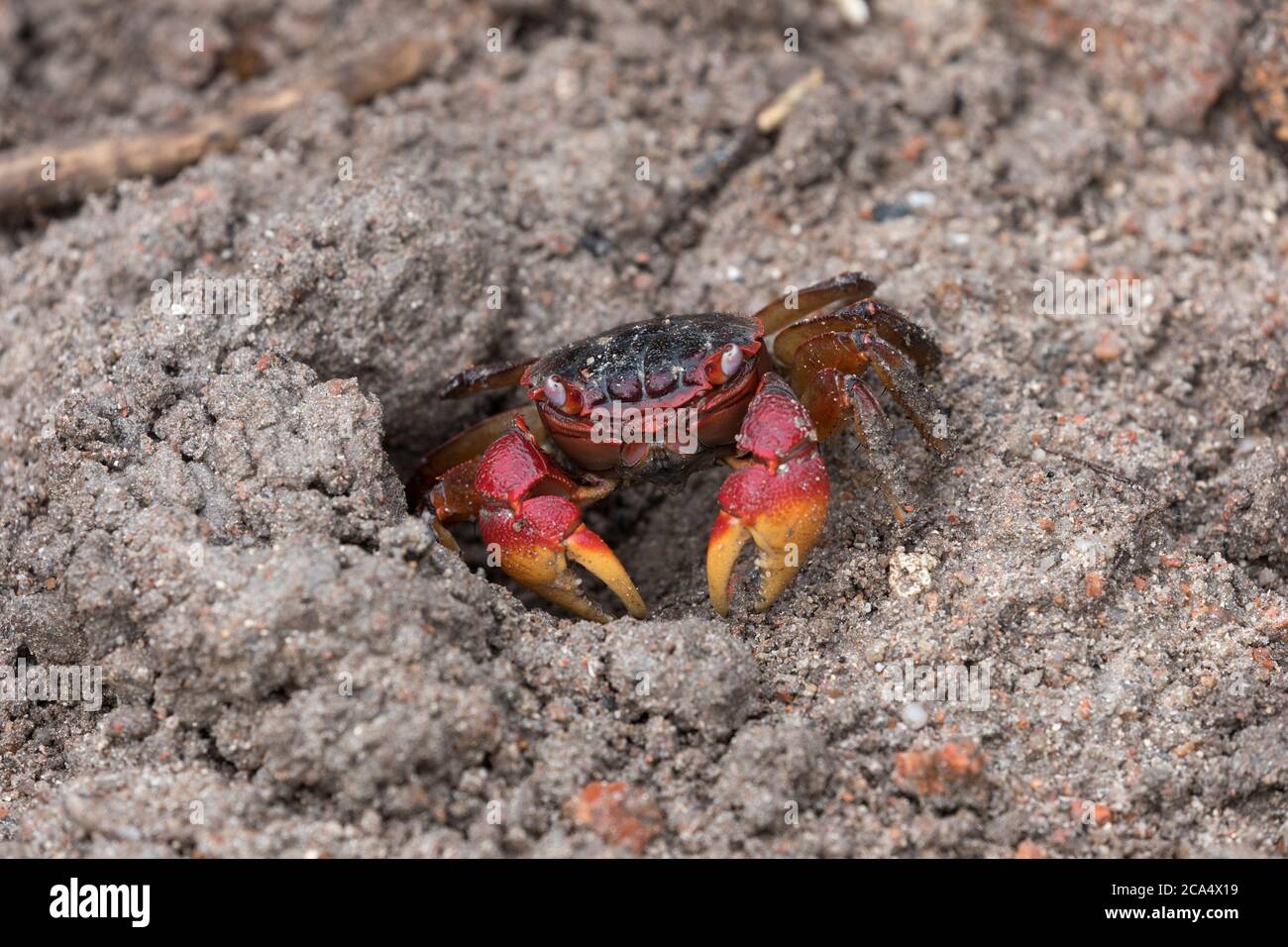 Orange Land Crab; Geograpsus crinipes; Seychelles Stock Photo