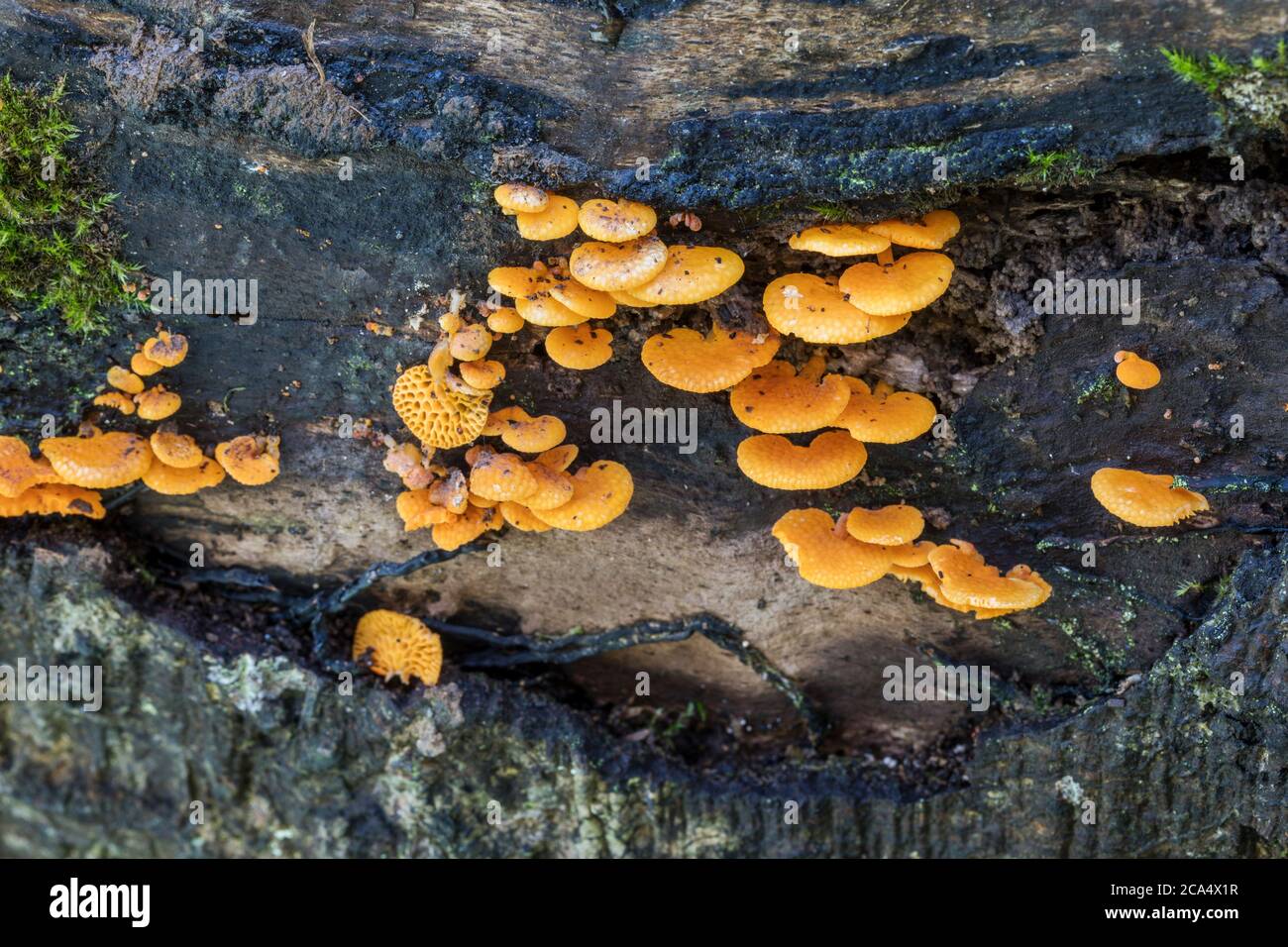 Orange Pore Fungus; Favolaschia calocera; Cornwall; UK Stock Photo