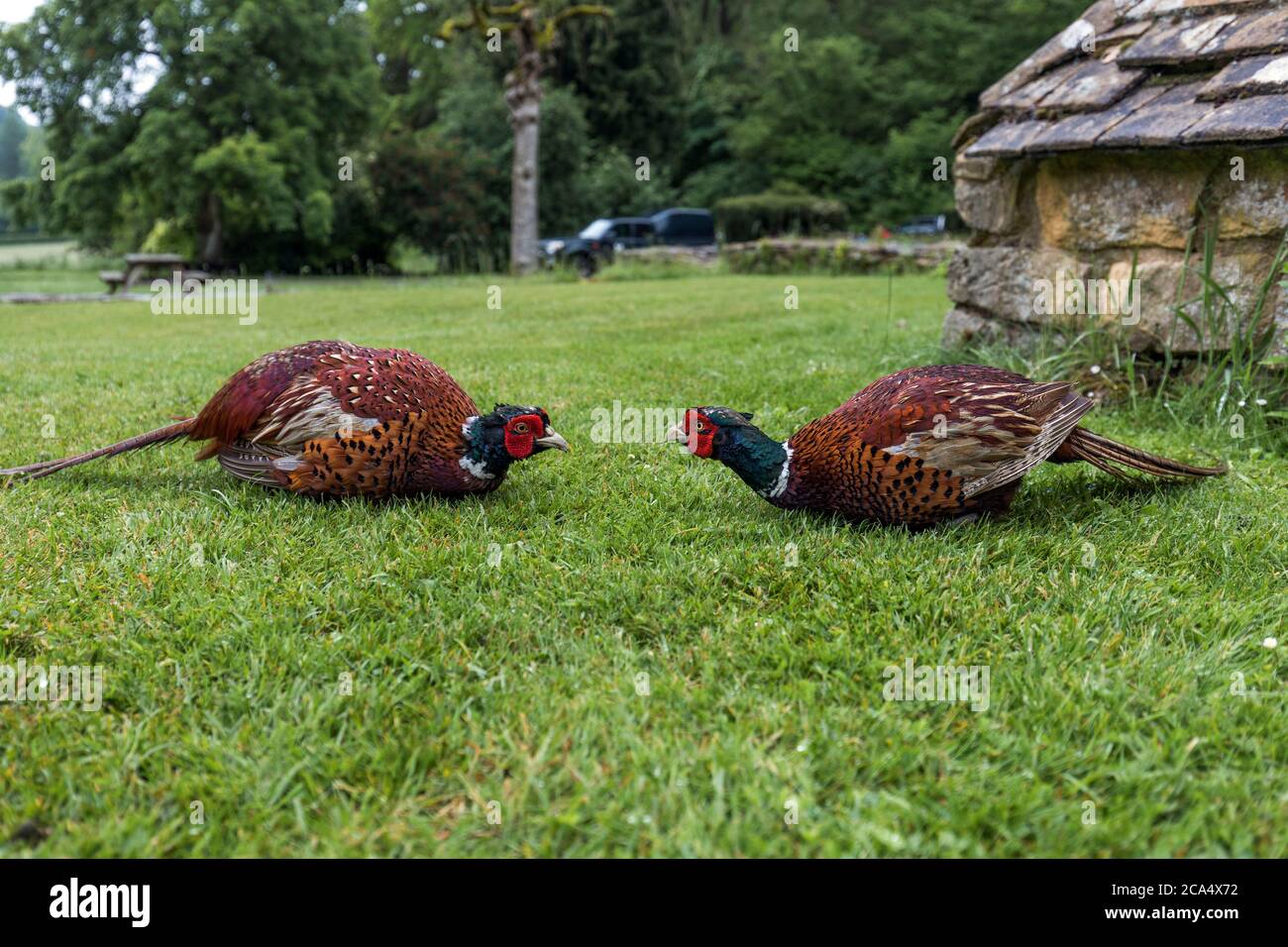 Pheasant; Phasianus colchicus; Males in Stand Off; UK Stock Photo