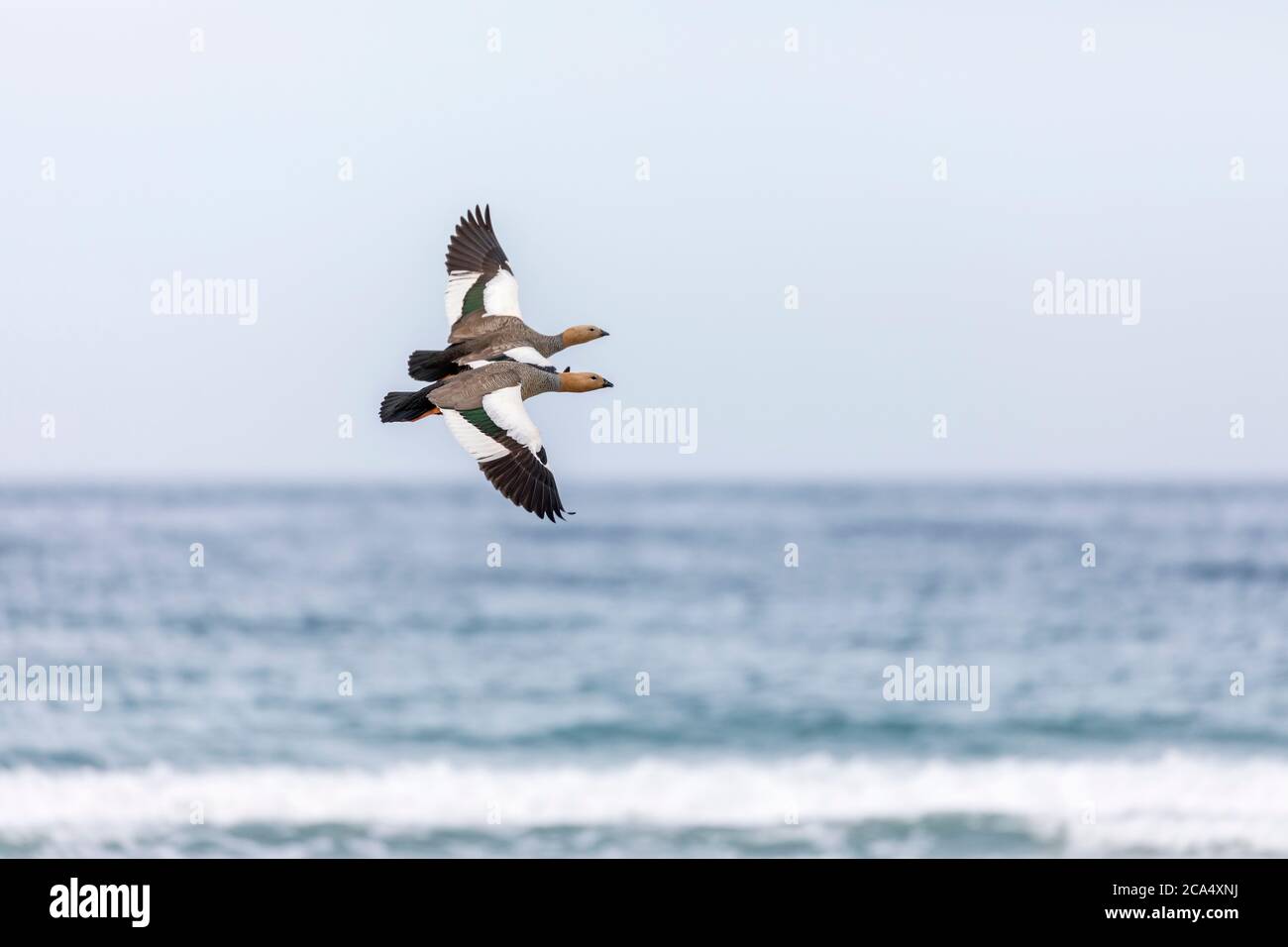 Ruddy Headed Goose; Chloephaga rubidiceps; in Flight; Falklands Stock Photo