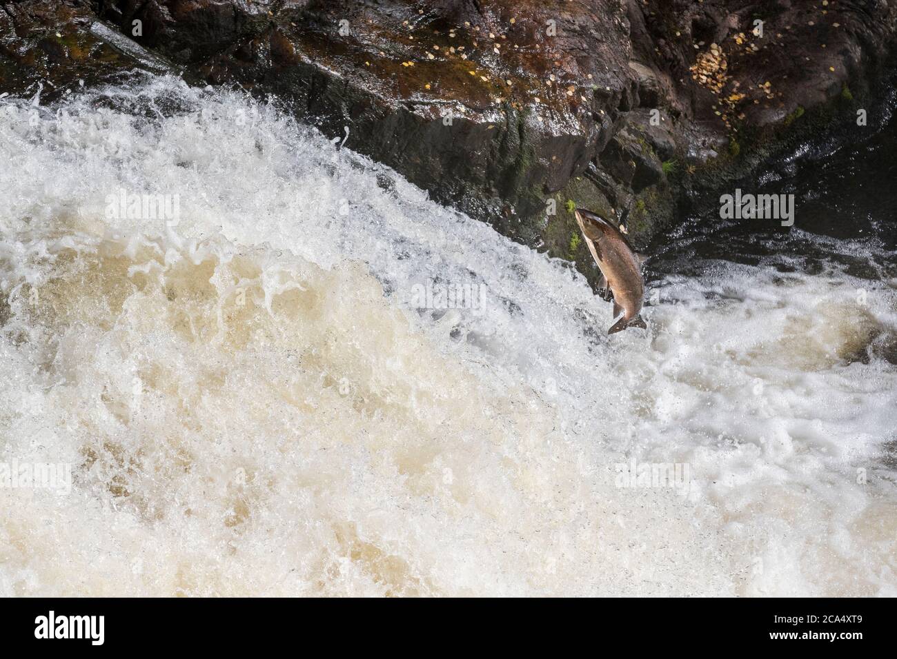 Salmon; Salmo salar; Leaping; Falls of Shin; Scotland; UK Stock Photo Alamy
