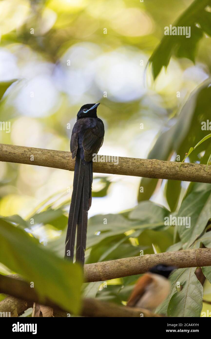 Paradise flycatcher hires stock photography and images Alamy