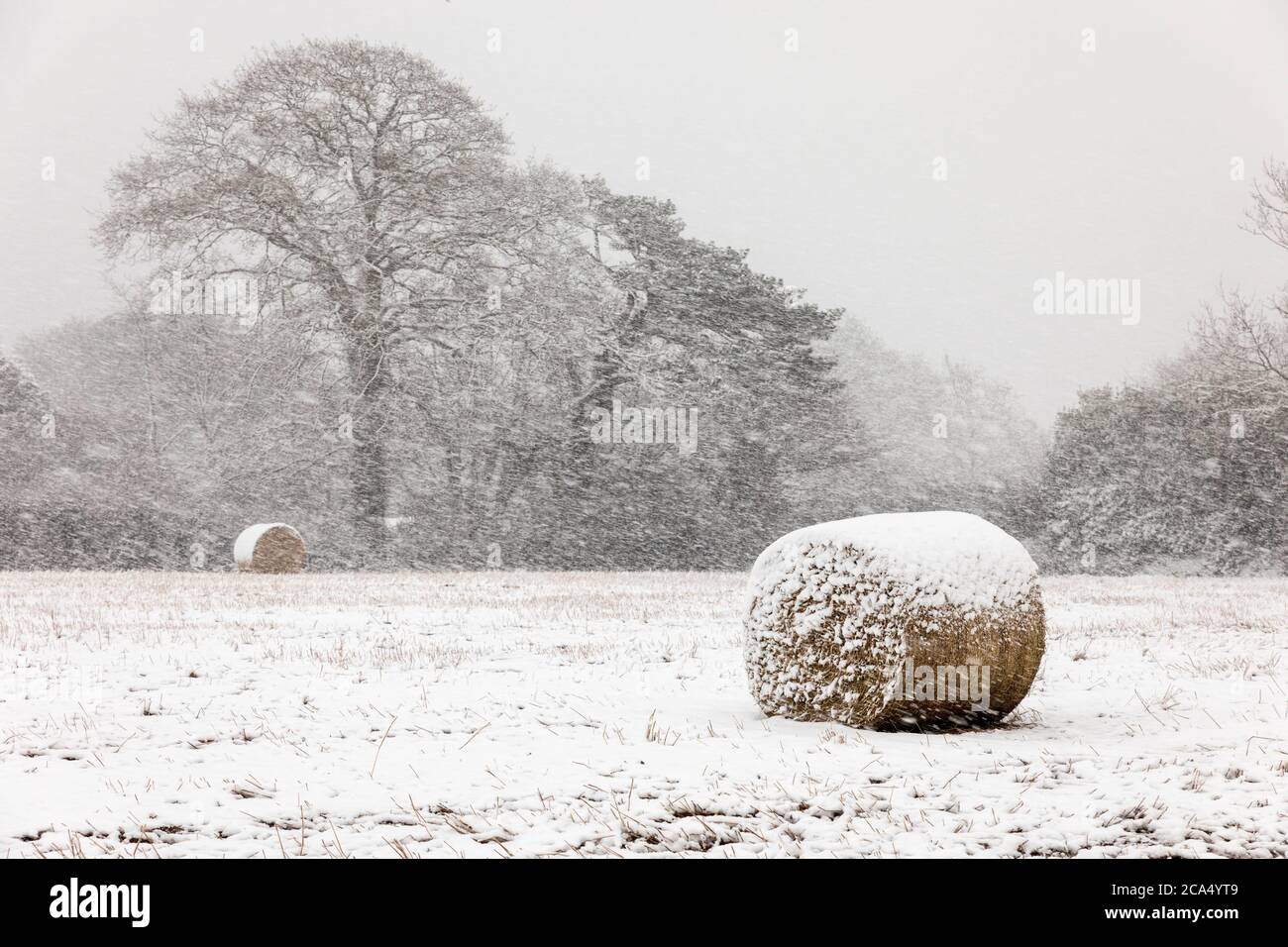Trebah; Snow; Cornwall; UK Stock Photo