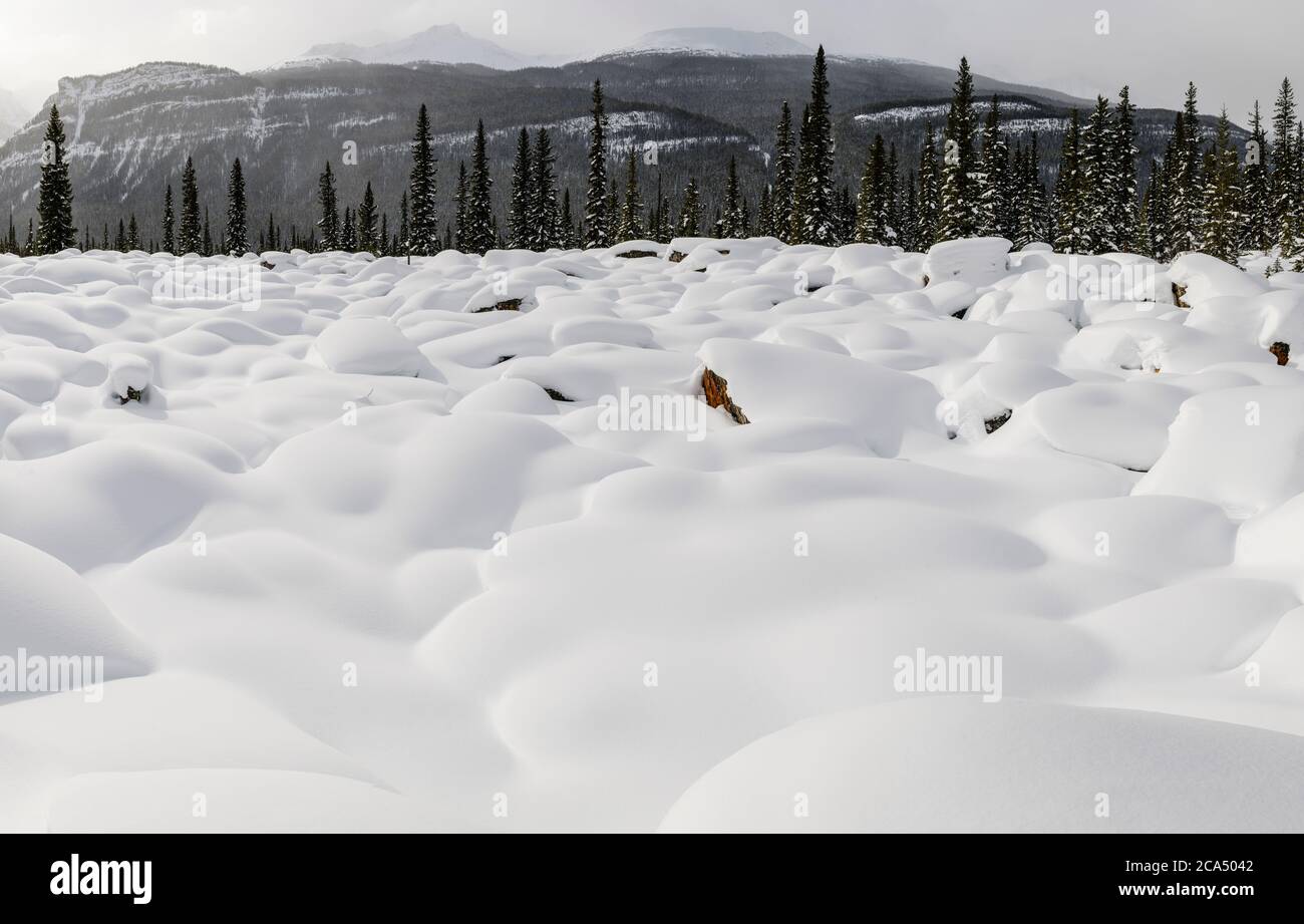 View of snowy landscape, Jasper National Park, Alberta, Canada Stock Photo