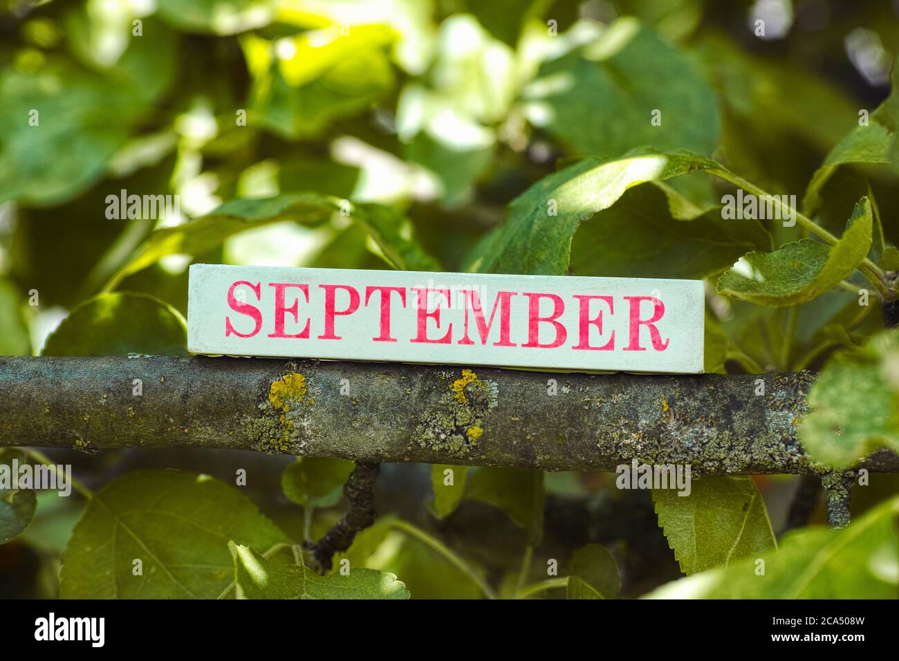 The month September printed on a wooden block lying on a tree branch. Close up. Stock Photo