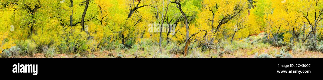 View of fremont cottonwood (Populus fremontii) trees along Deer Creek, Grand Staircase-Escalante National Monument, Utah, USA Stock Photo