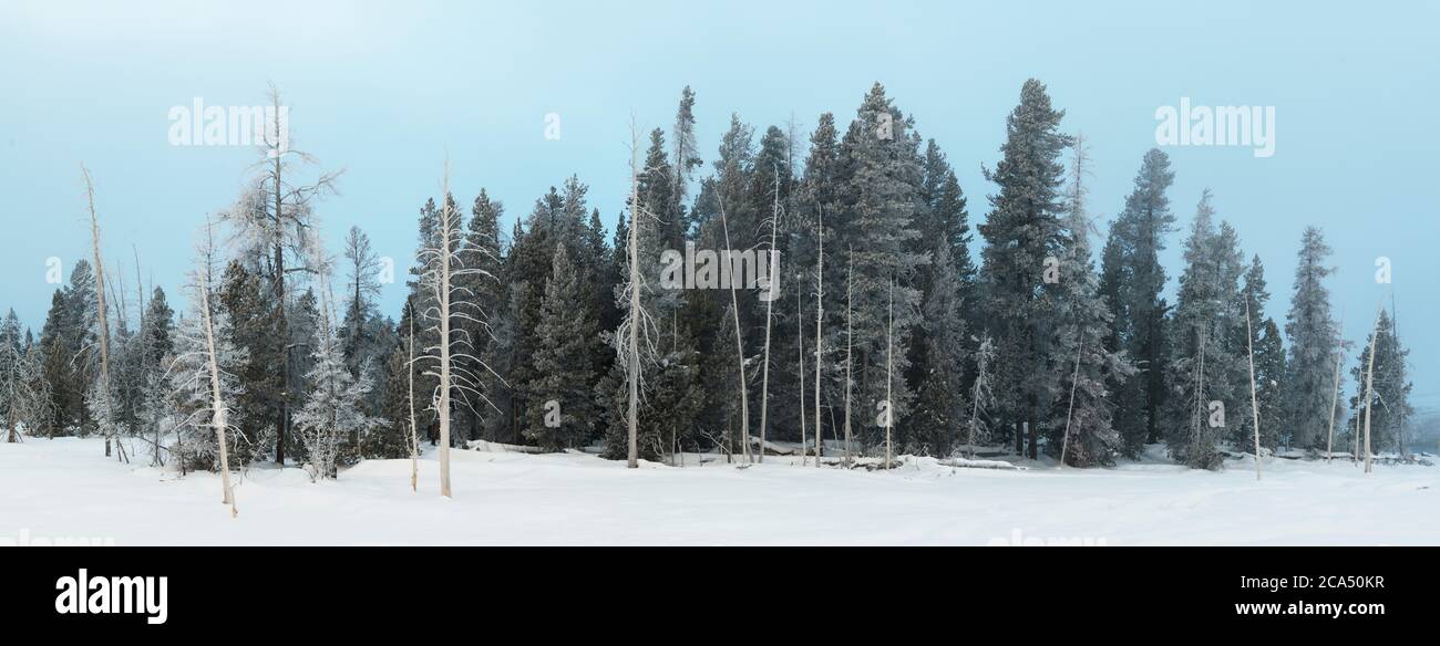 Frosted trees and thermal fog, Upper Geyser Basin, Yellowstone National Park, Wyoming, USA Stock Photo