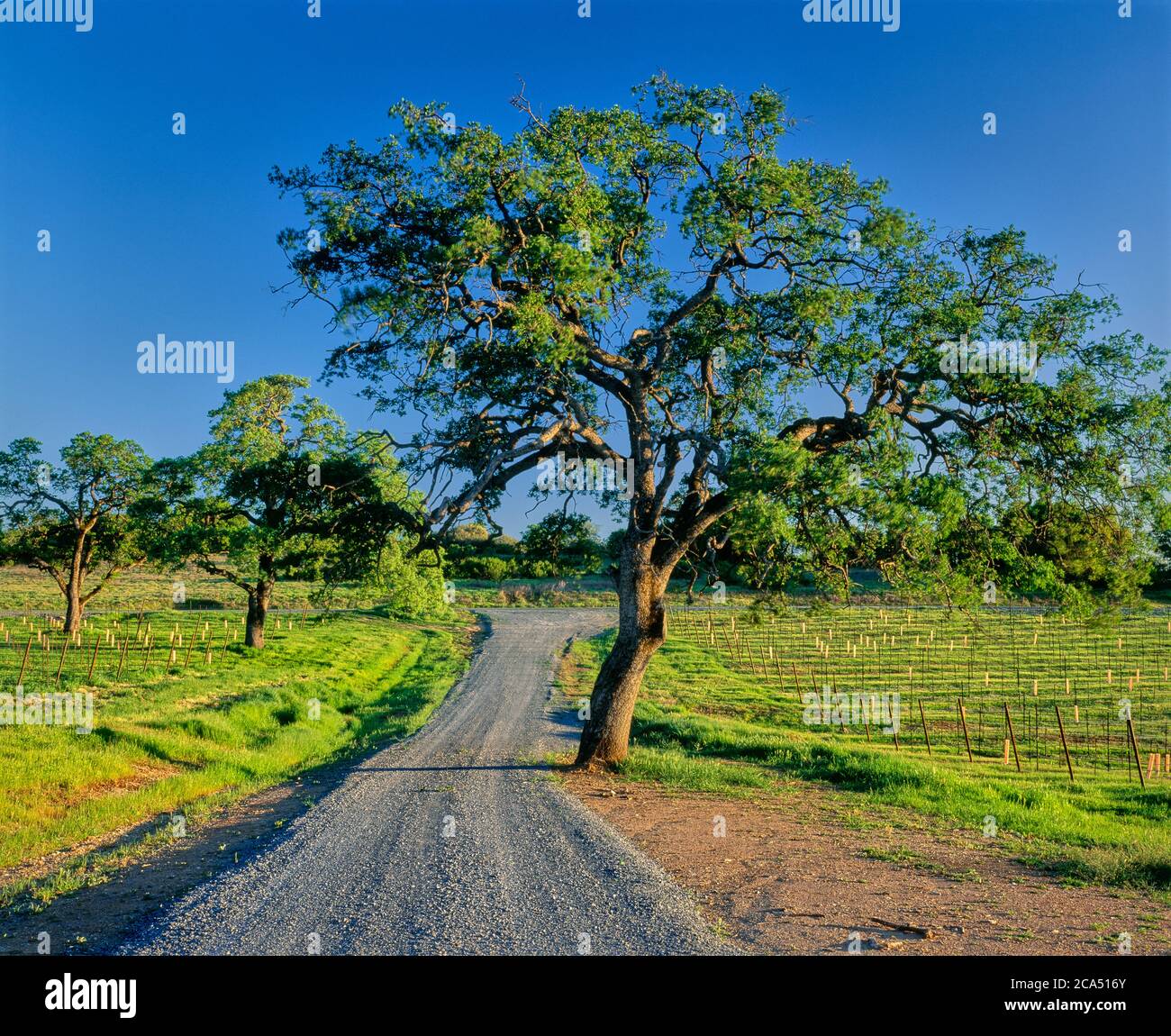 Empty country road between fields filled with poles, El Dorado County, California, USA Stock Photo