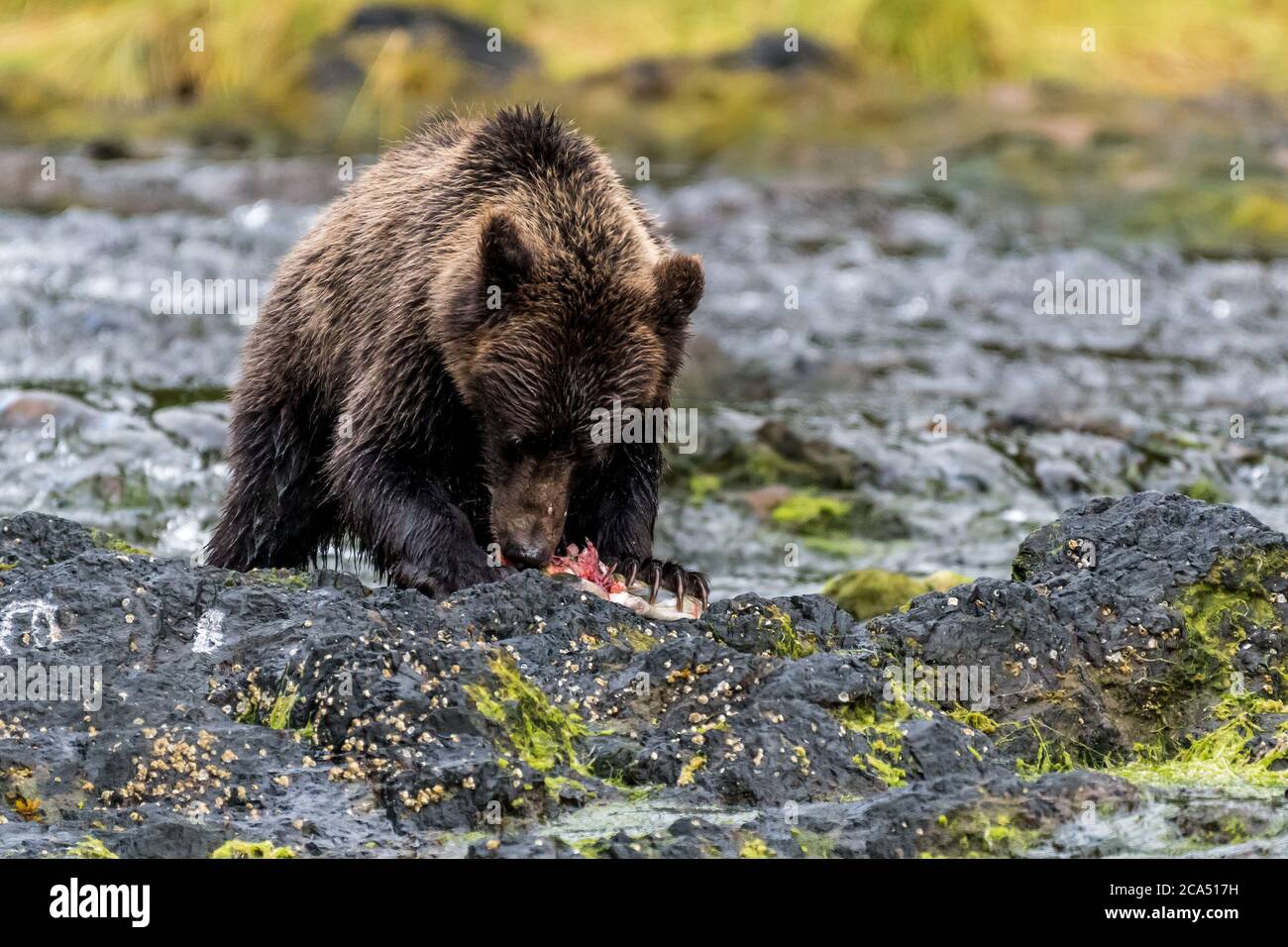 Coastal Brown (Grizzly) Bear (Ursus arctos) standing next to a Southeastern Alaskan river eating a salmon. Stock Photo