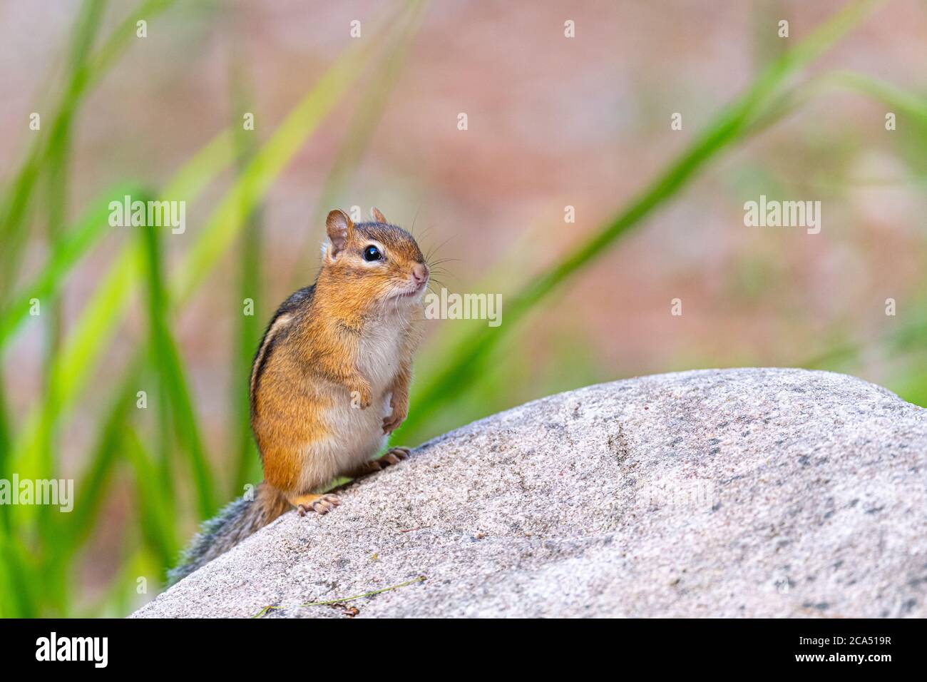 A Eastern Chipmunk (Tamias striatus) looking alert on top of a boulder. Stock Photo