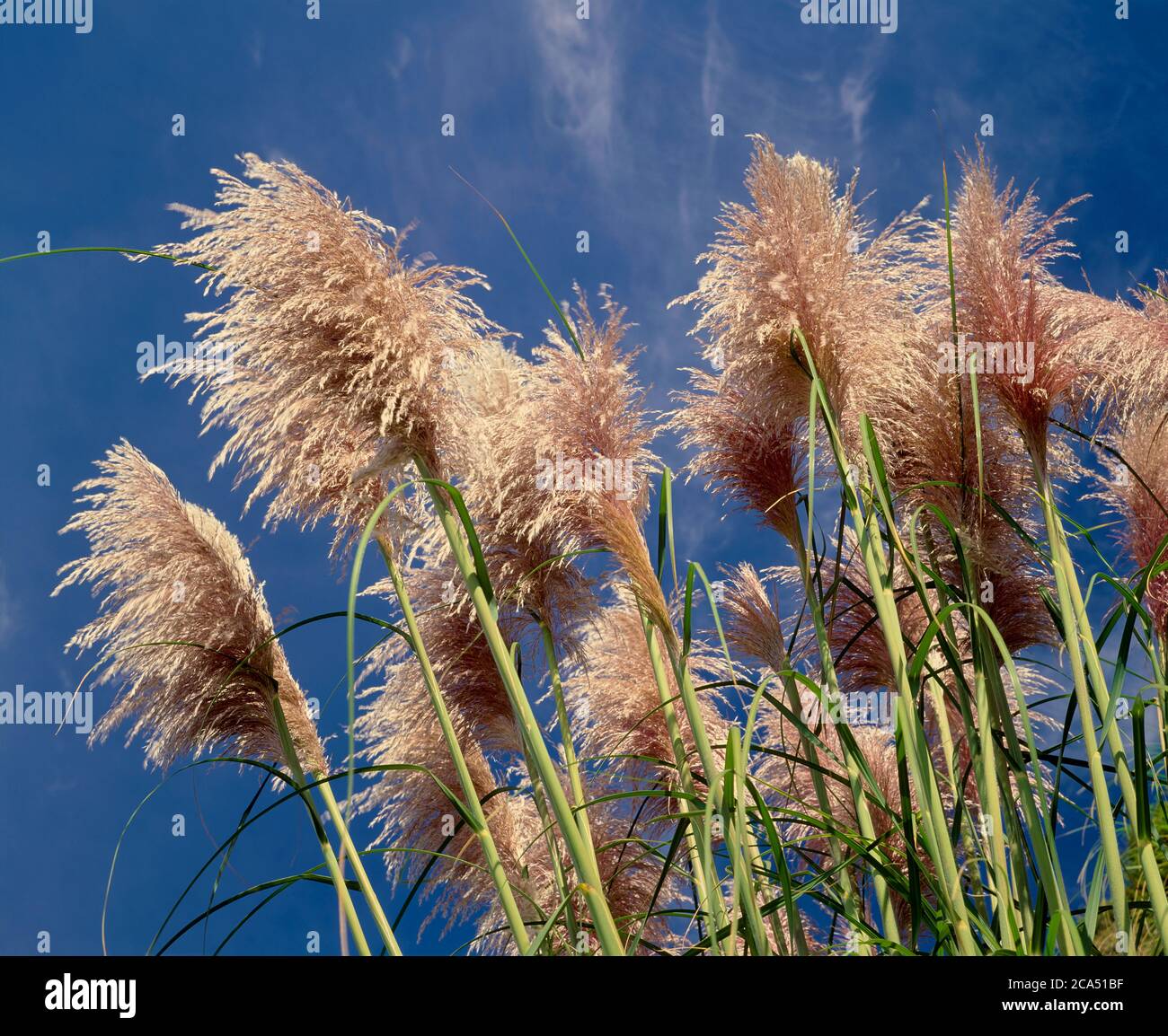Tall pampas grass against sky Stock Photo