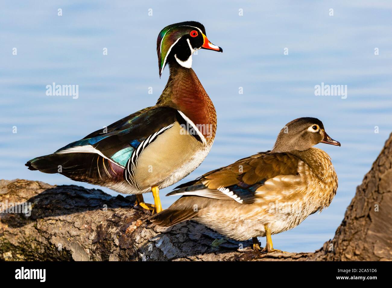 Wood Ducks (Aix sponsa) perching on log in wetland, Marion Co., Illinois, USA Stock Photo