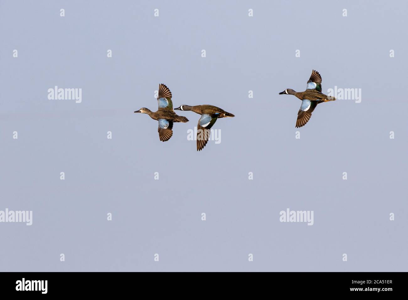 Blue-winged Teal (Spatula discors) in flight, Marion Co., Illinois, USA Stock Photo
