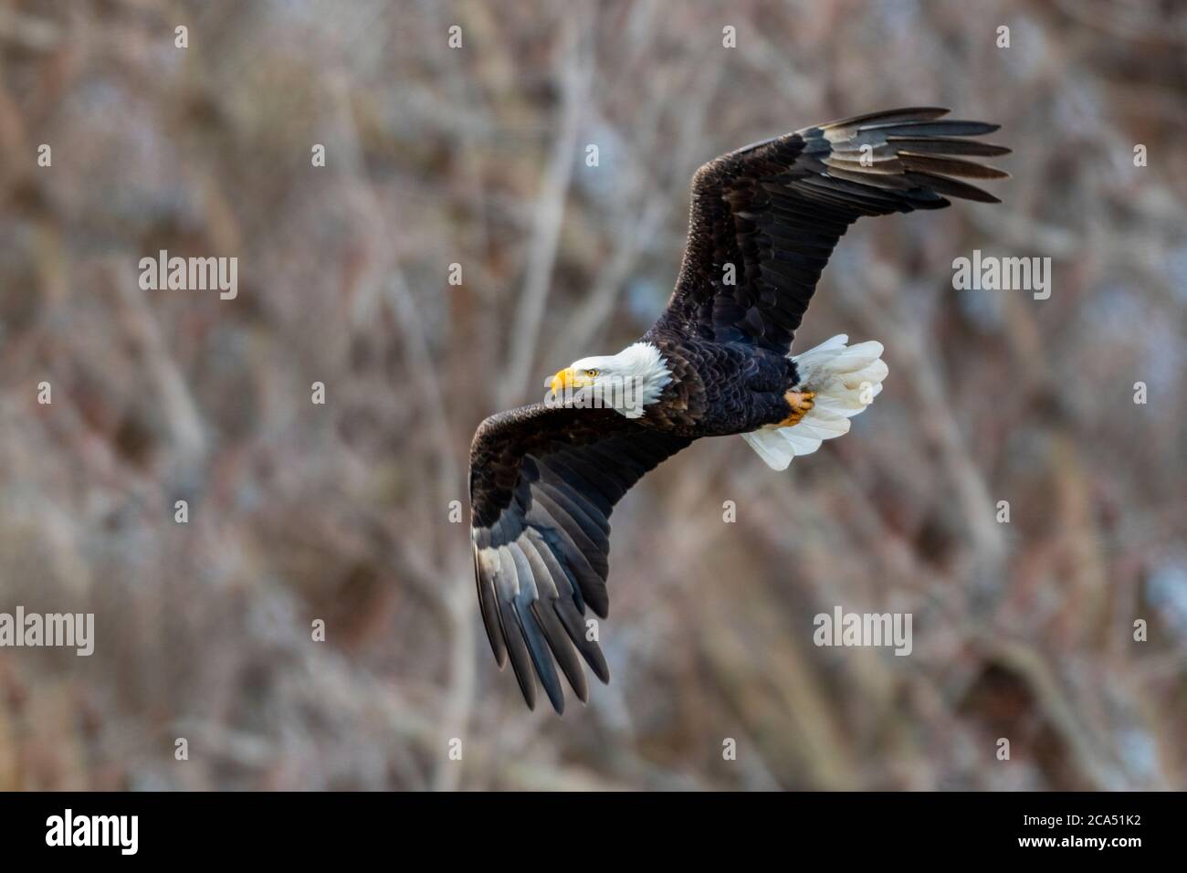 Bald Eagle (Haliaeetus lecocephalus) in flight, Marion Co., Illinois, USA Stock Photo