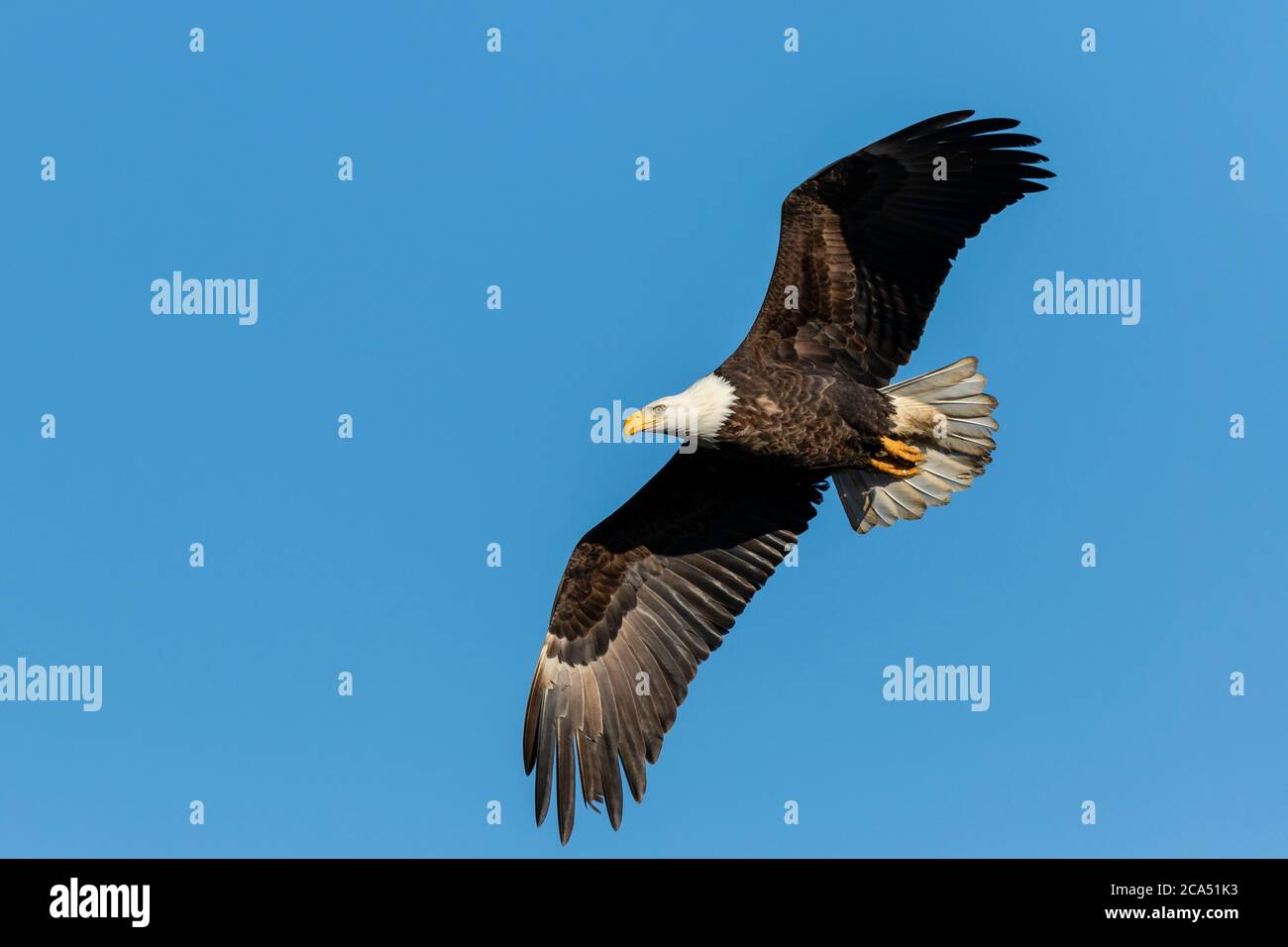 Bald Eagle (Haliaeetus lecocephalus) in flight, Clinton County, Michigan, USA Stock Photo