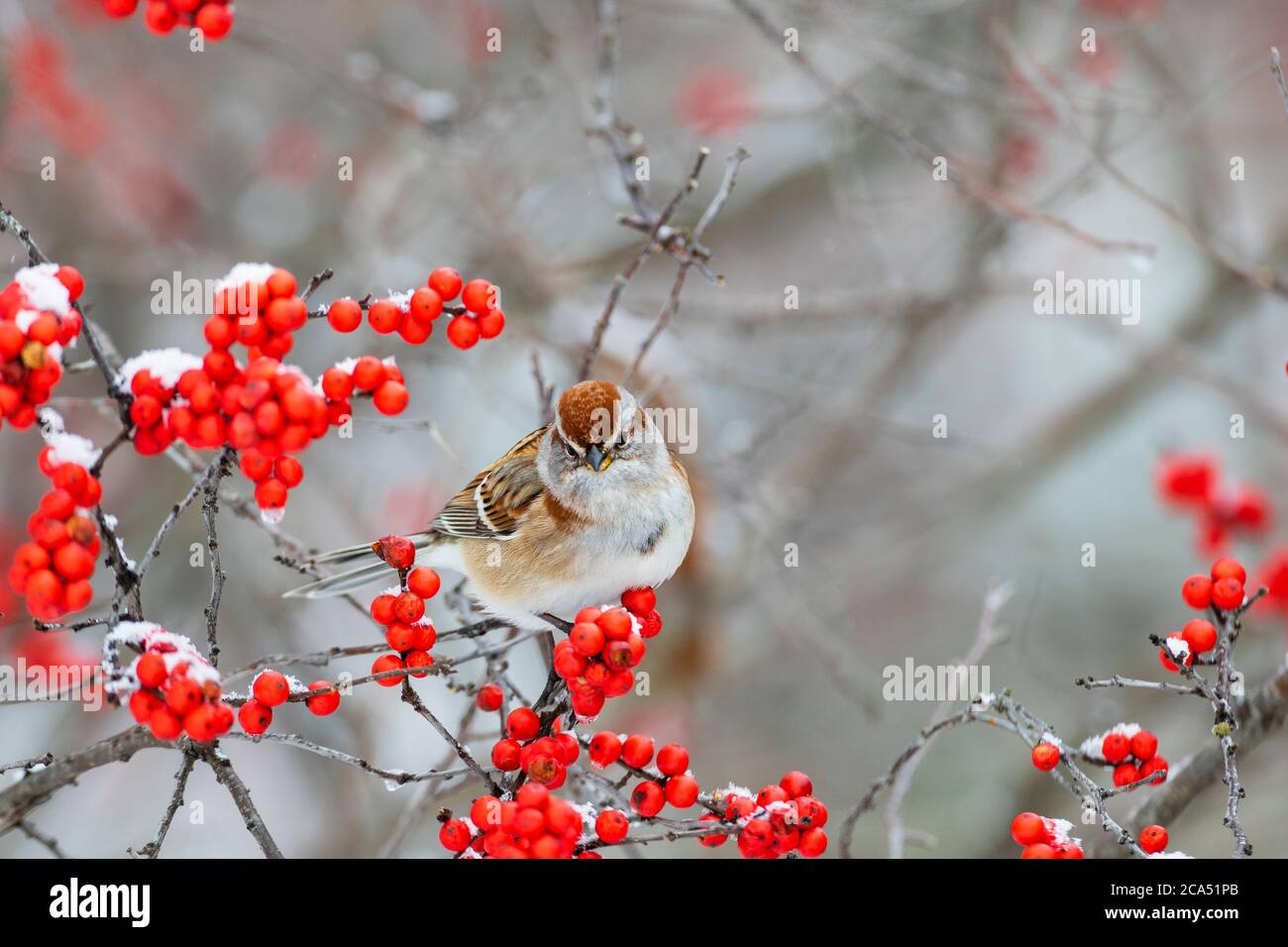 American Tree Sparrow (Spizelloides arborea) perching on Winterberry bush in, Marion Co., Illinois, USA Stock Photo