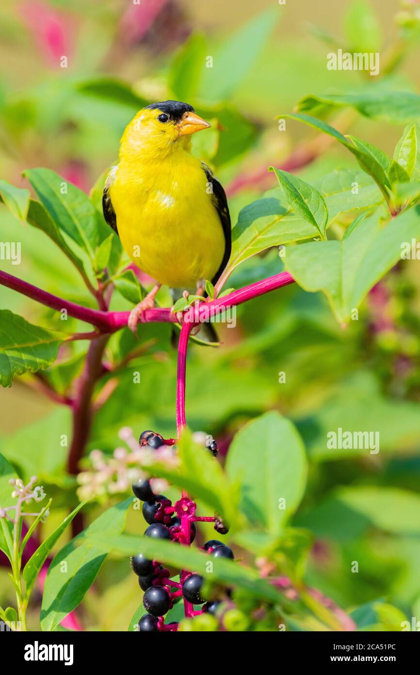 American Goldfinch (Spinus tristis) male perching on pokeberry, Marion Co., Illinois, USA Stock Photo