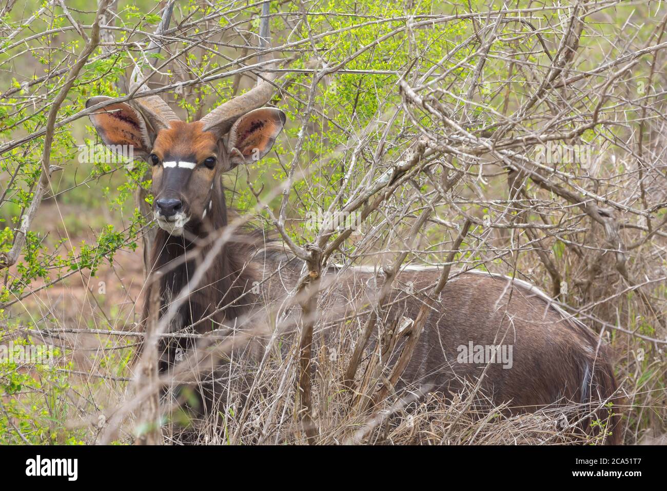 Kudu in Hlane Nationalpark, Lubombo Province, Eswatini, southern Africa Stock Photo